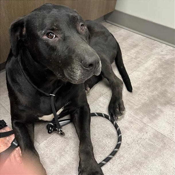 Photo of Sam, adoptable Terrier, Pit Bull / Retriever, Labrador in Weatherford, Texas