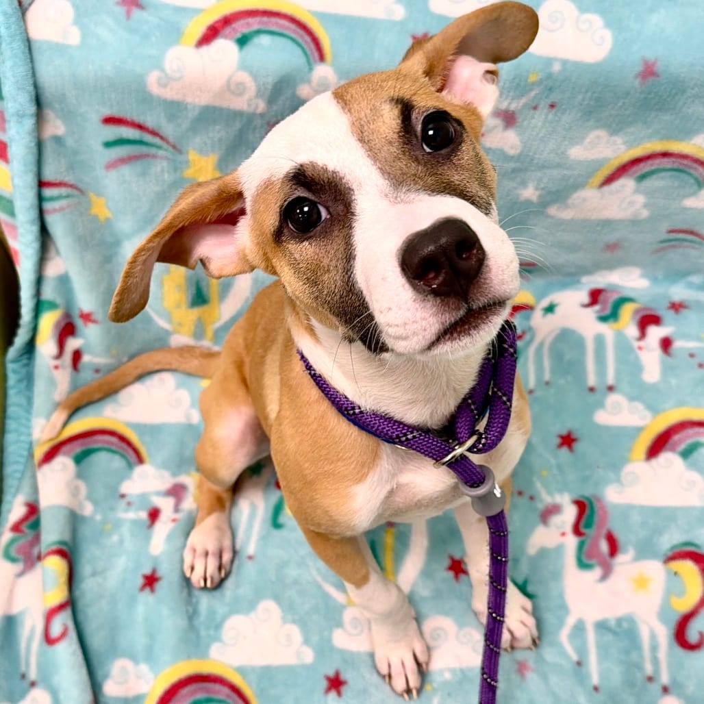 Photo of Pigeon, adoptable Mixed Breed (Medium) in Dayton, Ohio