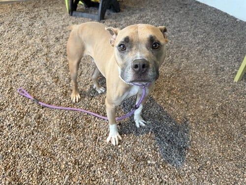 Photo of Scooby, adoptable Bulldog in Mesa, Arizona