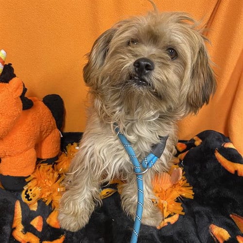 Photo of A615354, adoptable Lhasa Apso in Modesto, California
