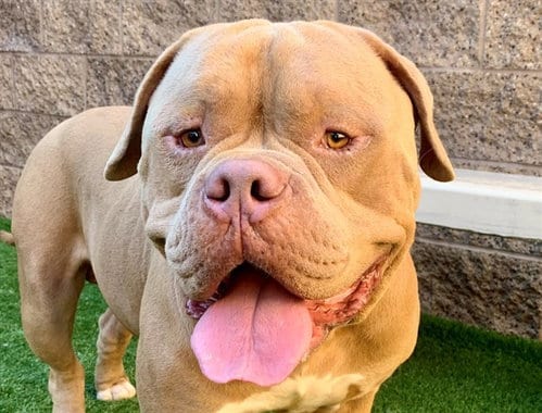 Photo of Padre, adoptable Dogue de Bordeaux in Moreno Valley, California