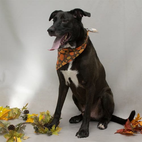 Photo of Cash, adoptable Labrador Retriever in Sanford, Florida