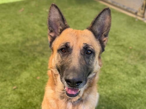 Photo of Fable, adoptable German Shepherd Dog in Martinez, California