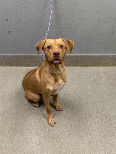 Photo of Scotch, adoptable Labrador Retriever in Las Vegas, Nevada