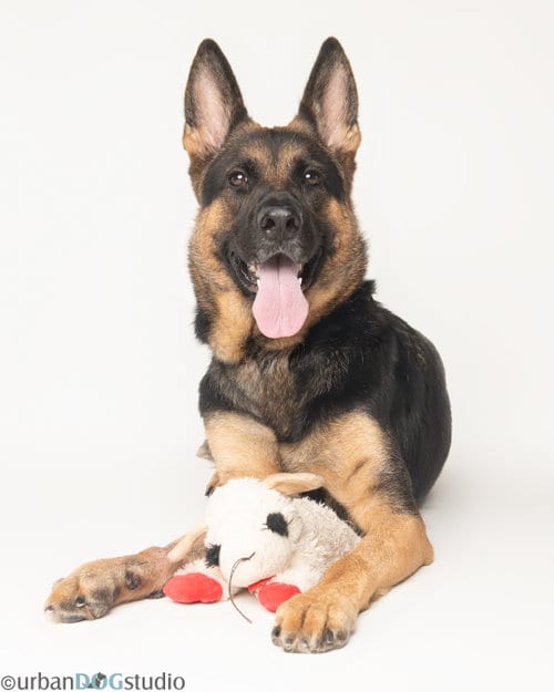 Photo of Dixie - F, adoptable German Shepherd Dog in Tampa, Florida