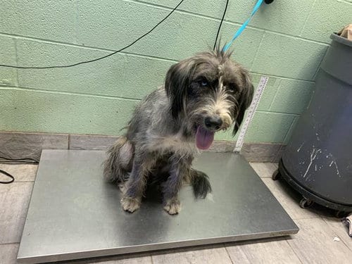 Photo of Chispita, adoptable Shetland Sheepdog Sheltie in Grand Prairie, Texas