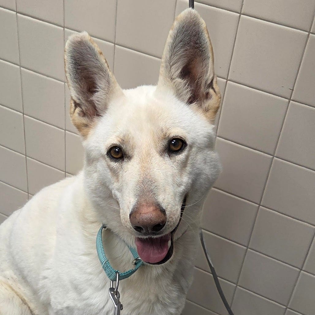 Photo of Zaida fka zoey, adoptable Shepherd, White German