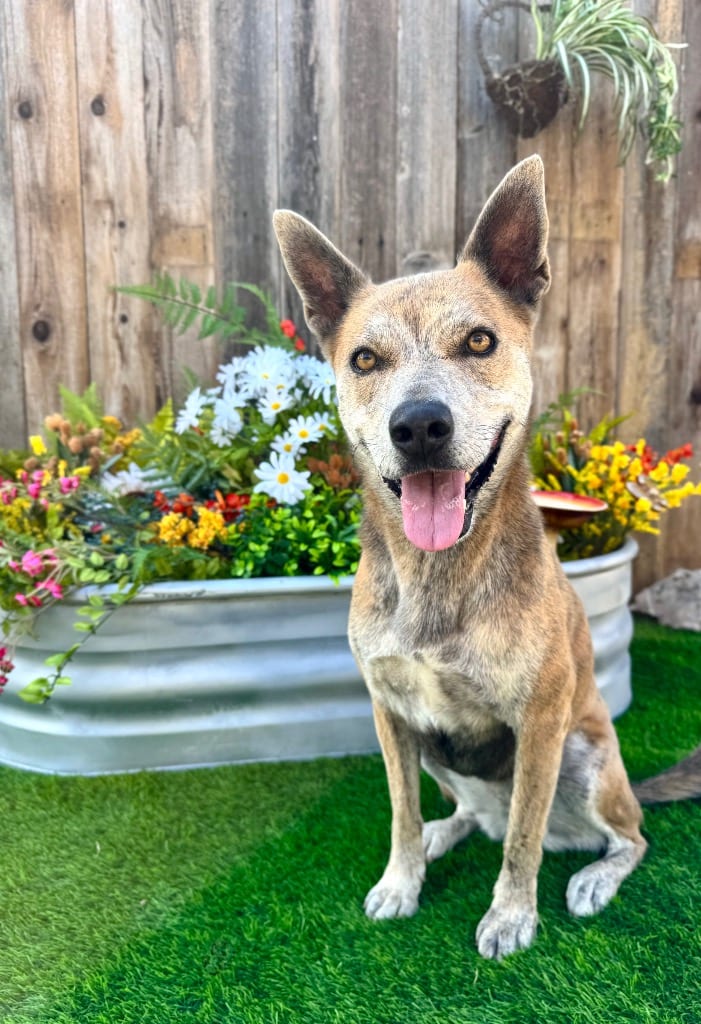 Photo of Nanook, adoptable Terrier in Canyon Lake, Texas