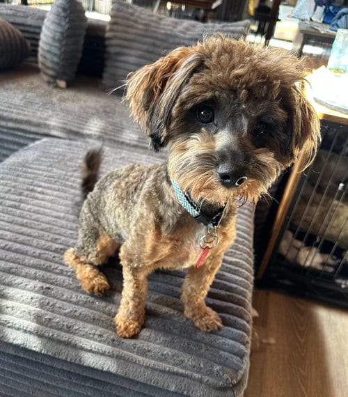 Photo of Choko (m), adoptable Yorkshire Terrier Yorkie in Nashville, Tennessee