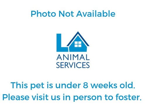 Photo of Cheese, adoptable German Shepherd Dog in Los Angeles, California