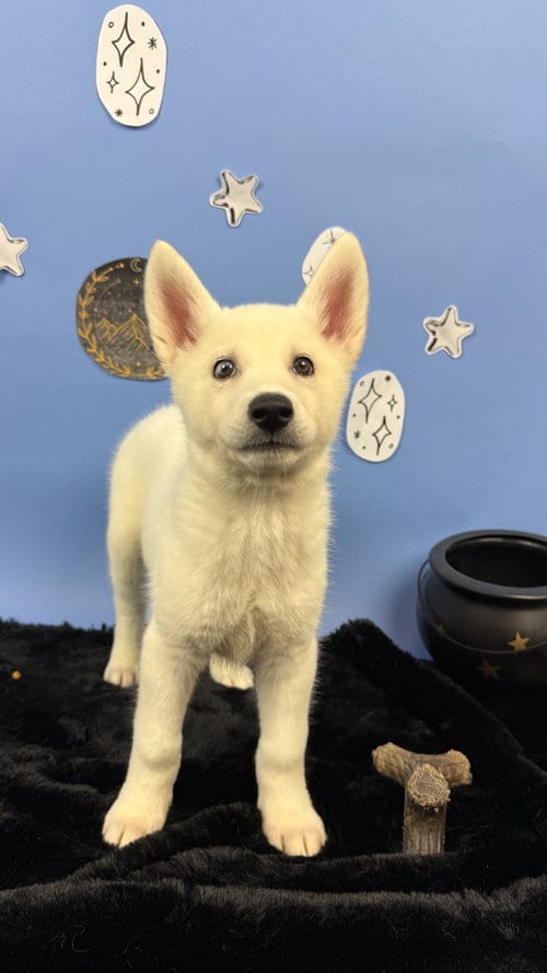 Photo of Amren, adoptable German Shepherd Dog in Phoenix, Arizona