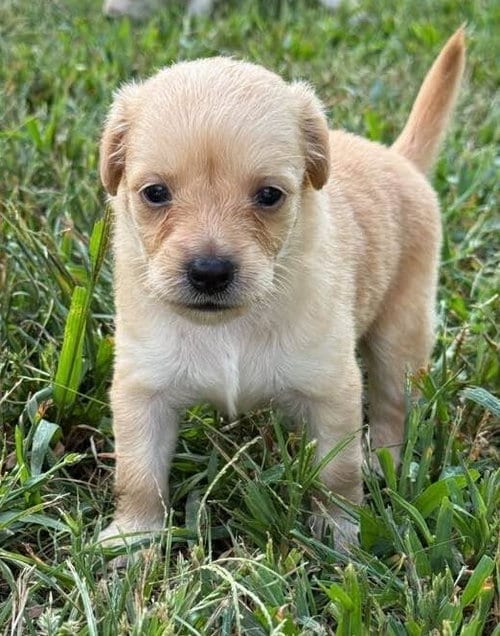 Photo of Carlie (AL), adoptable Chihuahua in New York, New York