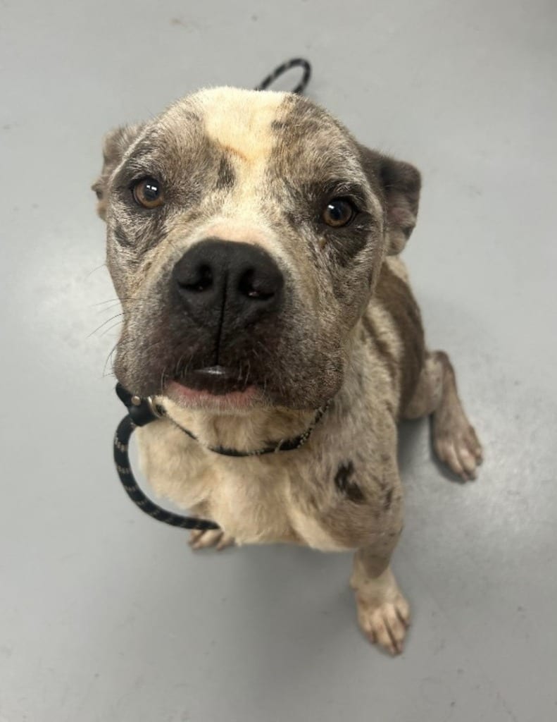 Photo of Jester, adoptable American Bulldog in Hartsville, South Carolina