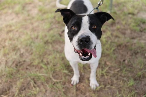 Photo of Gloria, adoptable American Pit Bull Terrier in Ocala, Florida