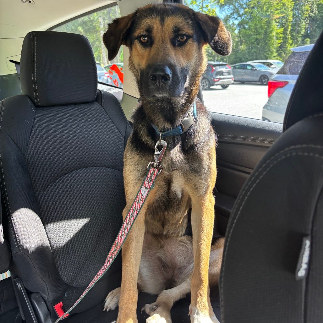 Photo of Pixie, adoptable Shepherd / Mixed Breed (Medium) in Greensboro, North Carolina