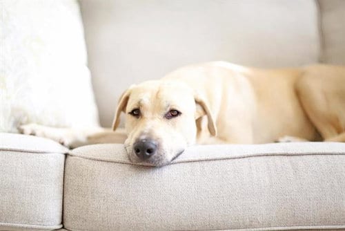 Photo of Friday, adoptable Labrador Retriever in Albuquerque, New Mexico