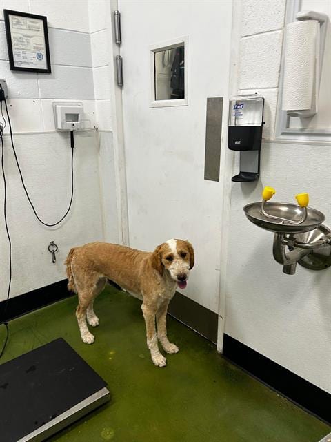 Photo of Gypsy, adoptable Poodle (Standard) in Fruit Heights, Utah