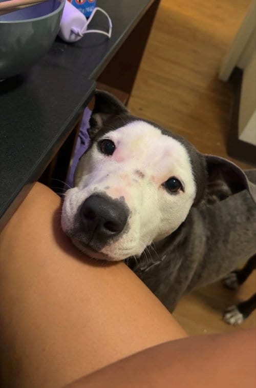 Photo of Enzo, adoptable American Staffordshire Terrier in Orange Grove, Texas