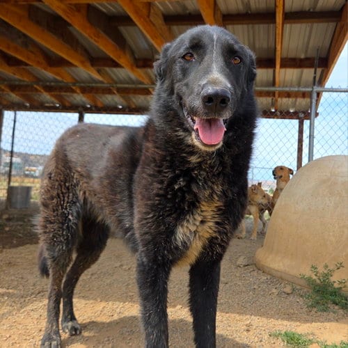 Photo of Sabrina, adoptable Belgian Shepherd Malinois in Yreka, California