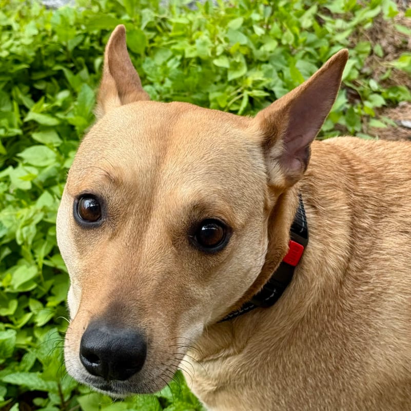 Photo of Sadie, adoptable Retriever, Labrador / Mix in Jefferson, New Jersey