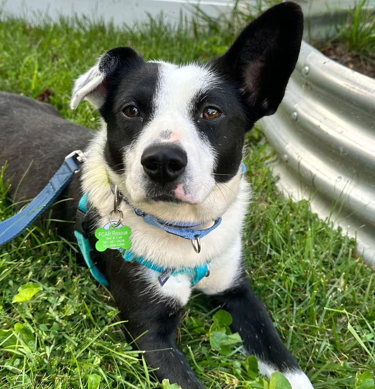 Photo of Pippa, adoptable Corgi/Collie in Darnestown, Maryland