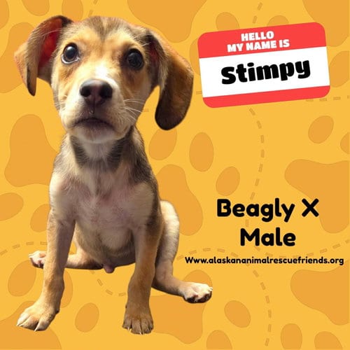 Photo of Stimpy, adoptable Beagle in Anchorage, Alaska