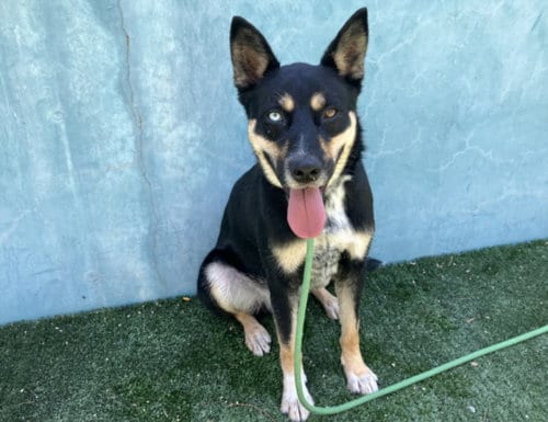 Photo of Tyler, adoptable Australian Kelpie in Chatsworth, California