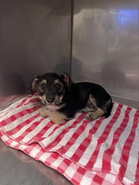 Photo of Jonas, adoptable Terrier in Santa Cruz, California