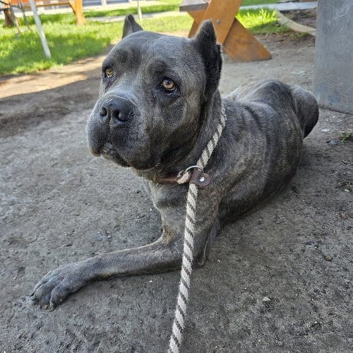 Photo of Bentley, adoptable Mastiff in Long Beach, California
