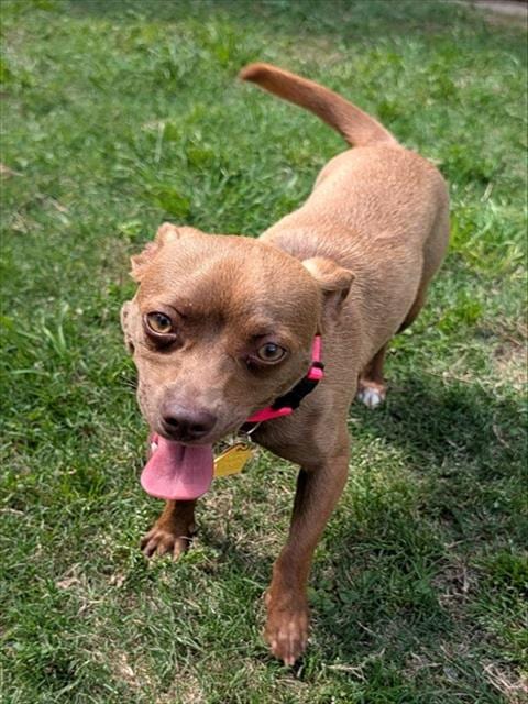 Photo of Roxie, adoptable Chihuahua in Plano, Texas