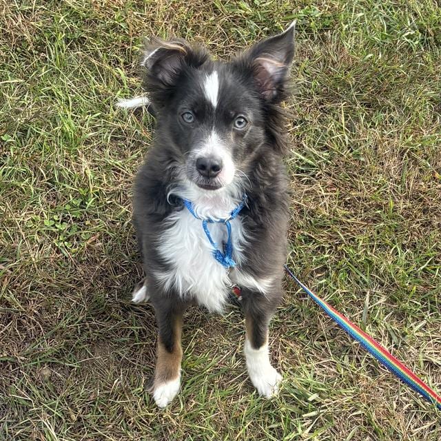Photo of Tinky Winky, adoptable Australian Shepherd in Methuen, Massachusetts