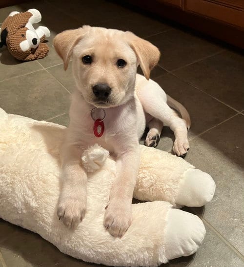 Photo of Super Girl, adoptable Shepherd in Nashville, Tennessee