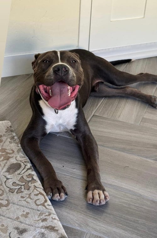 Photo of Manchengo, adoptable American Staffordshire Terrier in San Diego, California