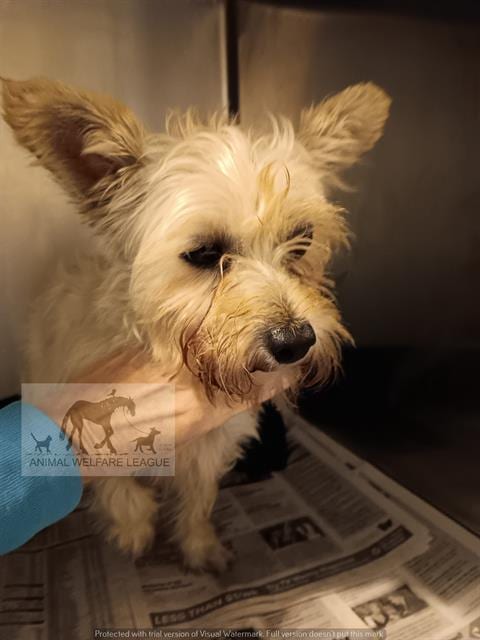 Photo of Salvador, adoptable Cairn Terrier in Chicago Ridge, Illinois