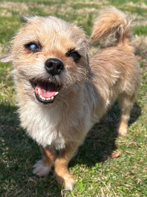 Photo of Sadie, adoptable Brussels Griffon in Elizabethtown, Pennsylvania