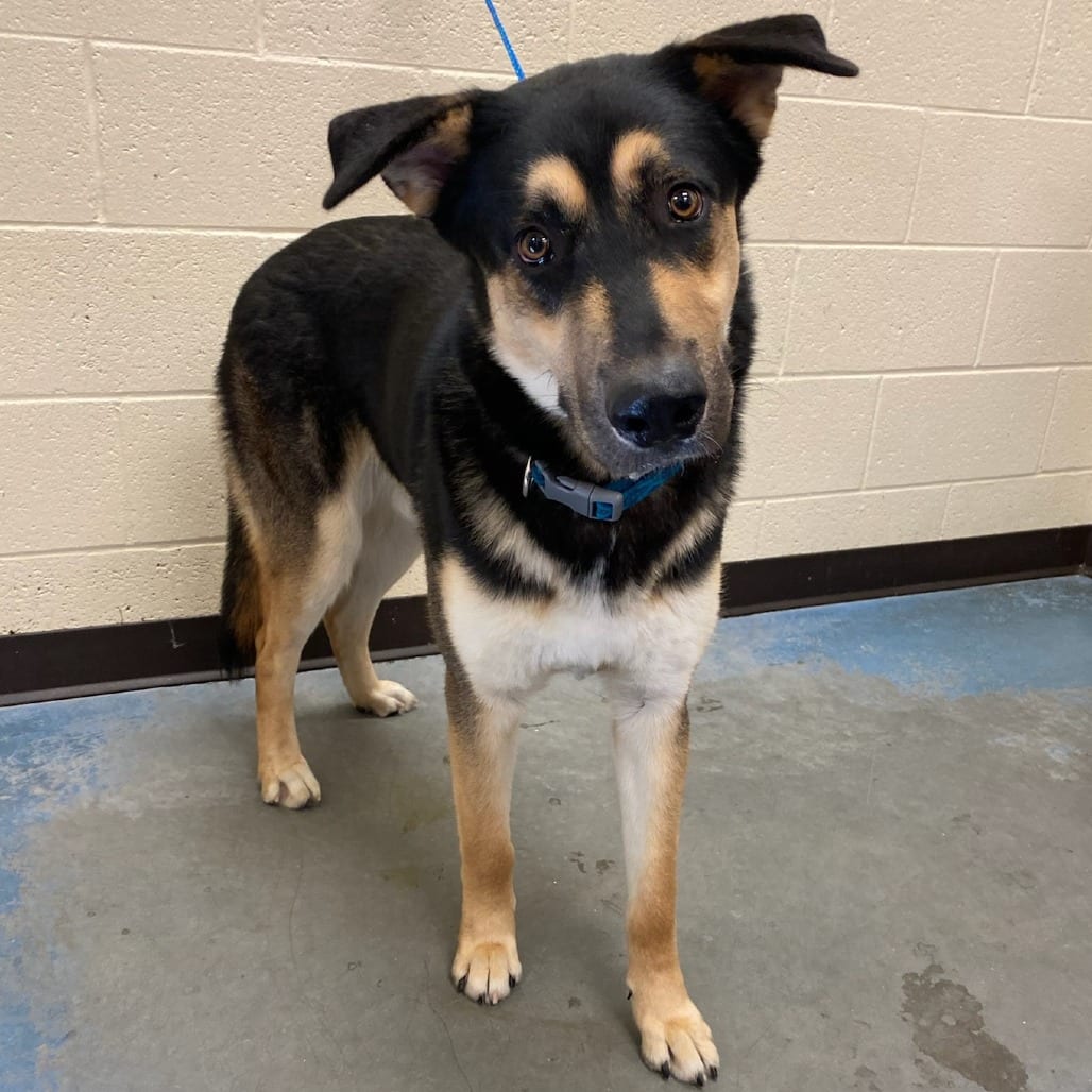 Photo of Moon, adoptable Mixed Breed (Large)