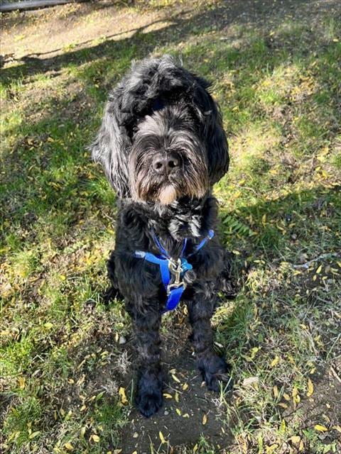 Photo of Luna, adoptable Portuguese Water Dog in Boston, Massachusetts