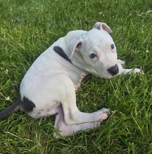 Photo of Mochi, adoptable American Pit Bull Terrier in Frankenmuth, Michigan