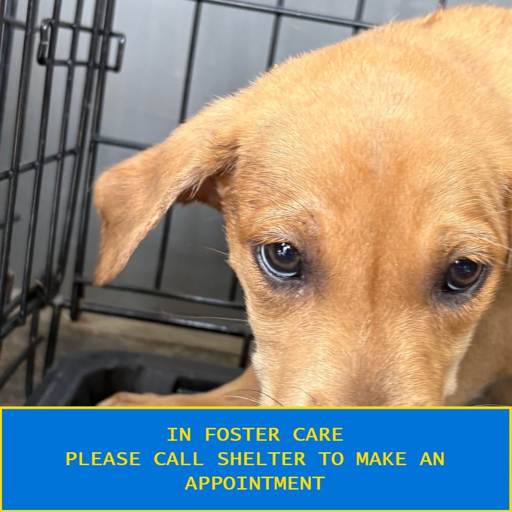 Photo of Enchilada, adoptable Mixed Breed (Small) in Milton, Florida