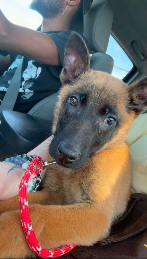 Photo of Pumpkin Spice Located in North Carolina, adoptable Belgian Shepherd Malinois in Imlay City, Michigan