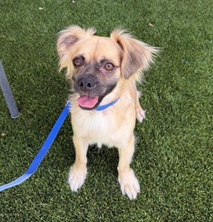 Photo of Finn, adoptable Pekingese/Chihuahua, Short Coat in Bakersfield, California
