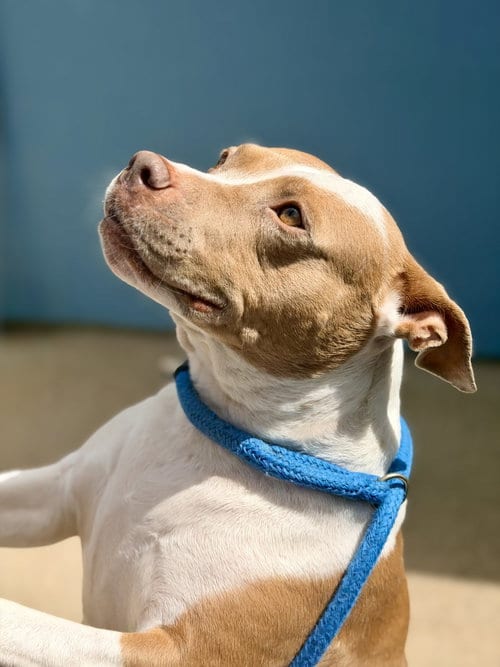 Photo of Amber, adoptable Pit Bull Terrier in Jackson, New Jersey