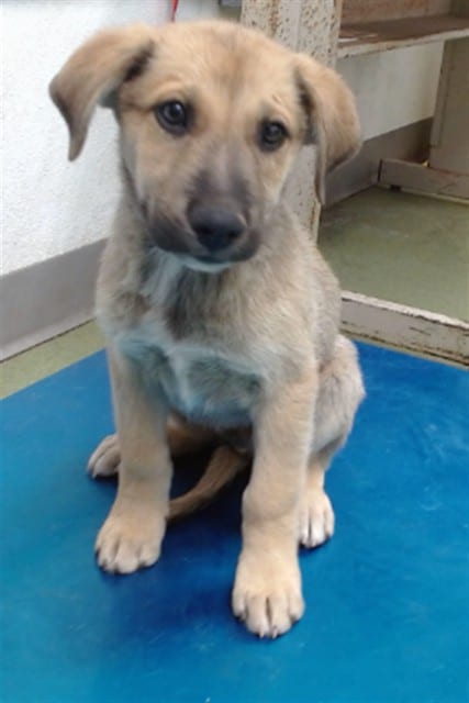 Photo of Senior Shepherd, adoptable Shepherd in Devore, California
