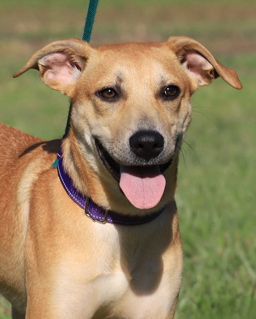 Photo of Ambrosius, adoptable Labrador Retriever in North Fort Myers, Florida