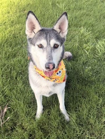 Photo of Zoey, adoptable Siberian Husky in San Martin, California