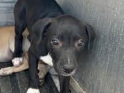 Photo of Batman, adoptable dog in Georgetown, Texas