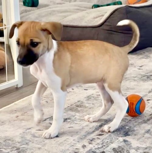 Photo of Chloe, adoptable Jack Russell Terrier in Omaha, Nebraska