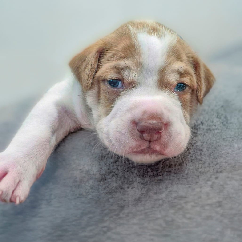 Photo of Sterling, adoptable Hound / Mix in Chapel Hill, North Carolina