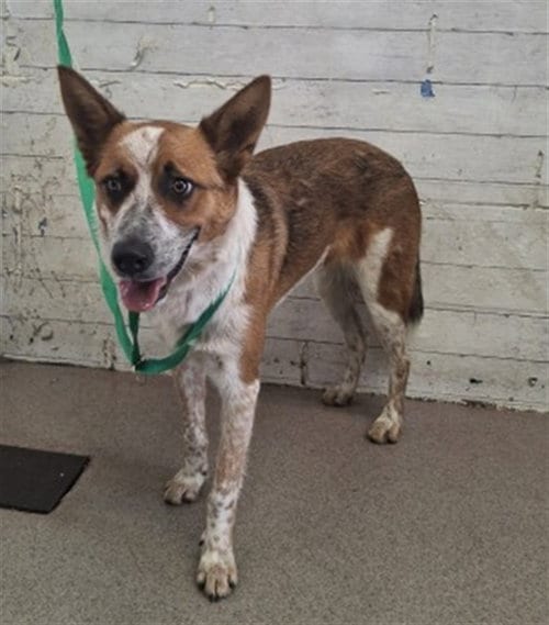 Photo of Tom, adoptable Australian Cattle Dog/Blue Heeler in San Bernardino, California