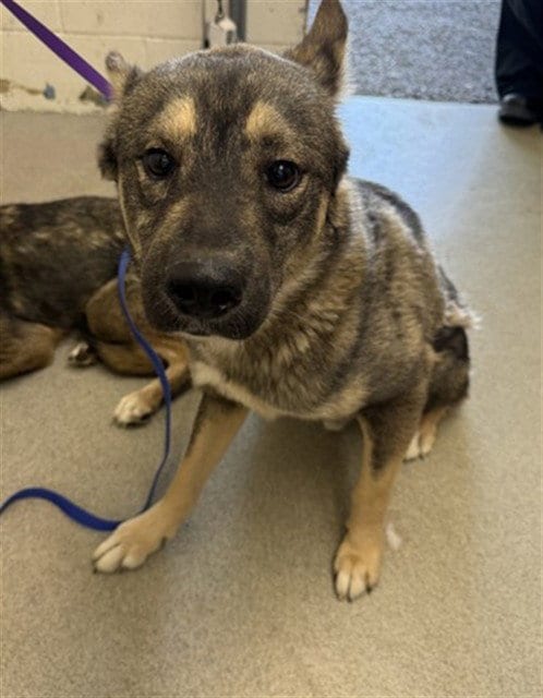 Photo of Benny, adoptable German Shepherd Dog in San Bernardino, California